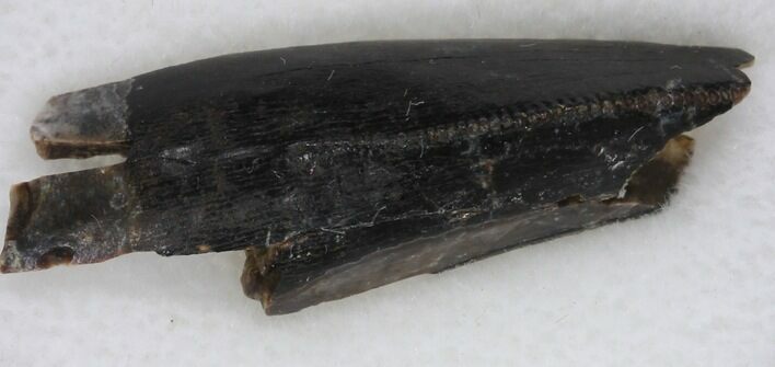 Serrated Tyrannosaur Tooth Fragment - Texas #33223